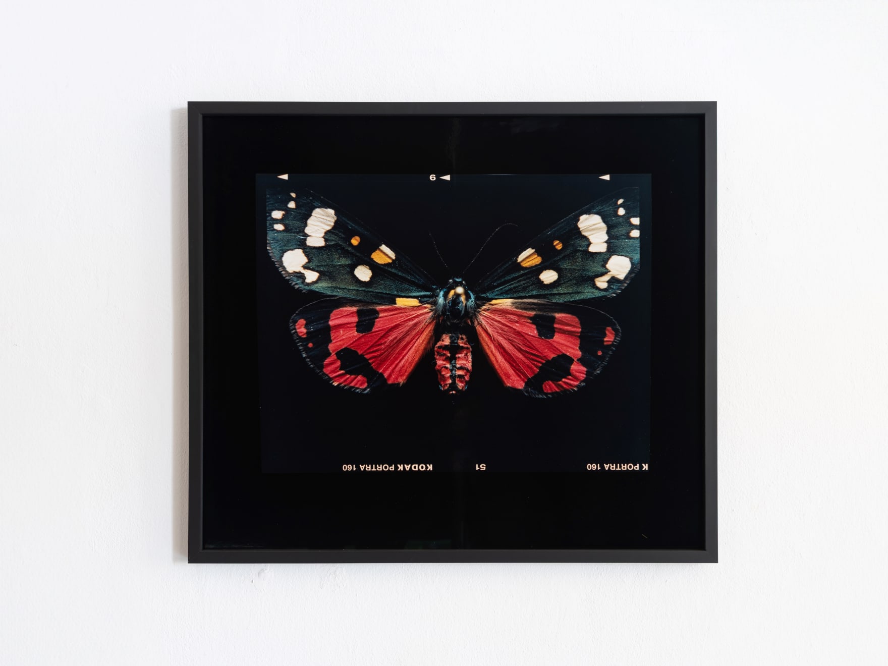 Laurynas Skeisgiela, Liump! Nuodingos meškutės / Tiger Moths (Callimorpha Dominula), 2024