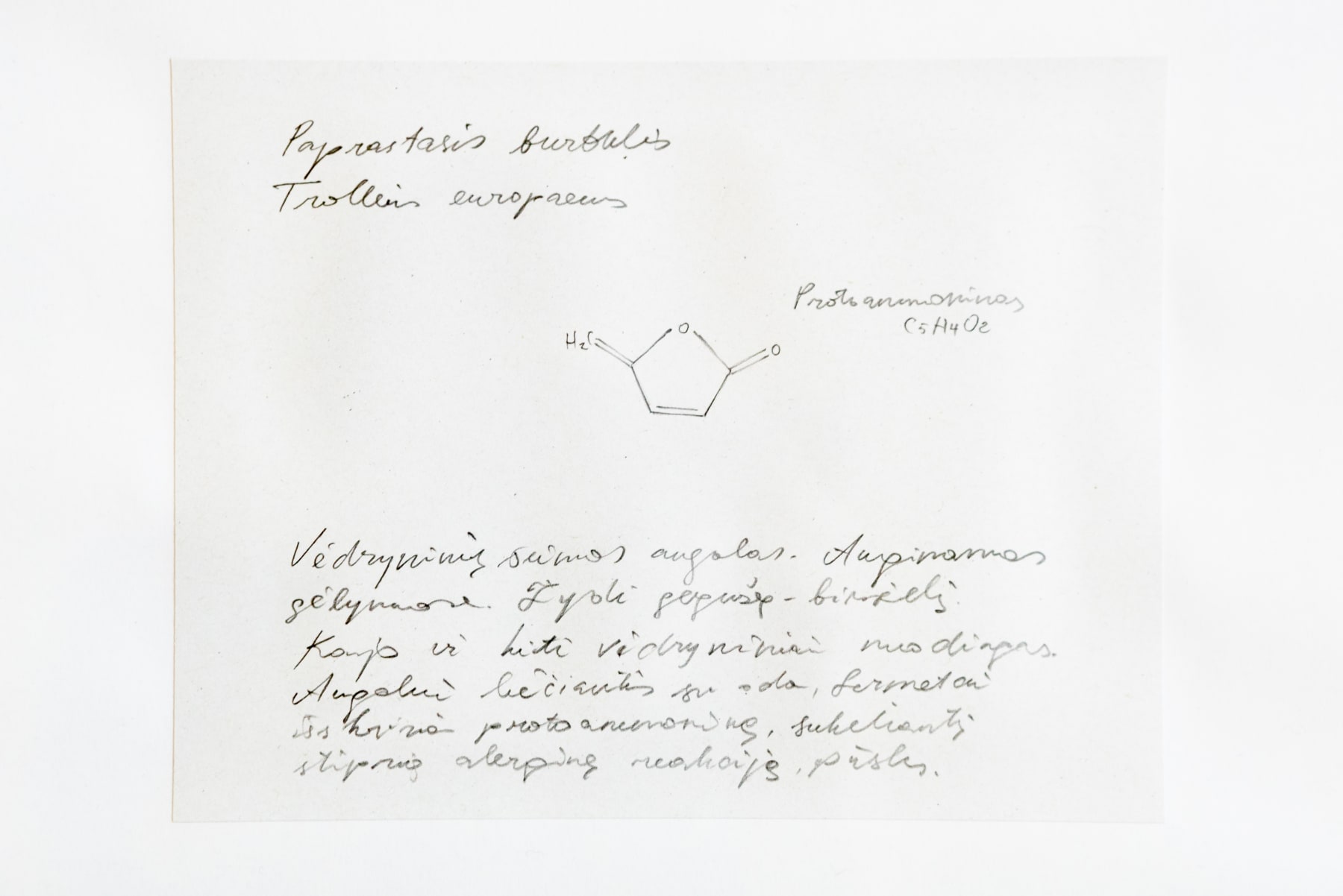 Laura Garbštienė, Gamtos pažinimo kambarys (77 vnt.) / Room of nature studies (77 pieces), 2012