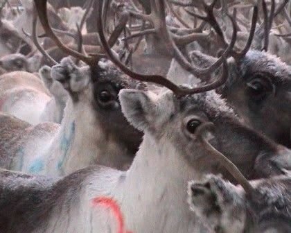 Laura Garbštienė, Skalovaara, 2008