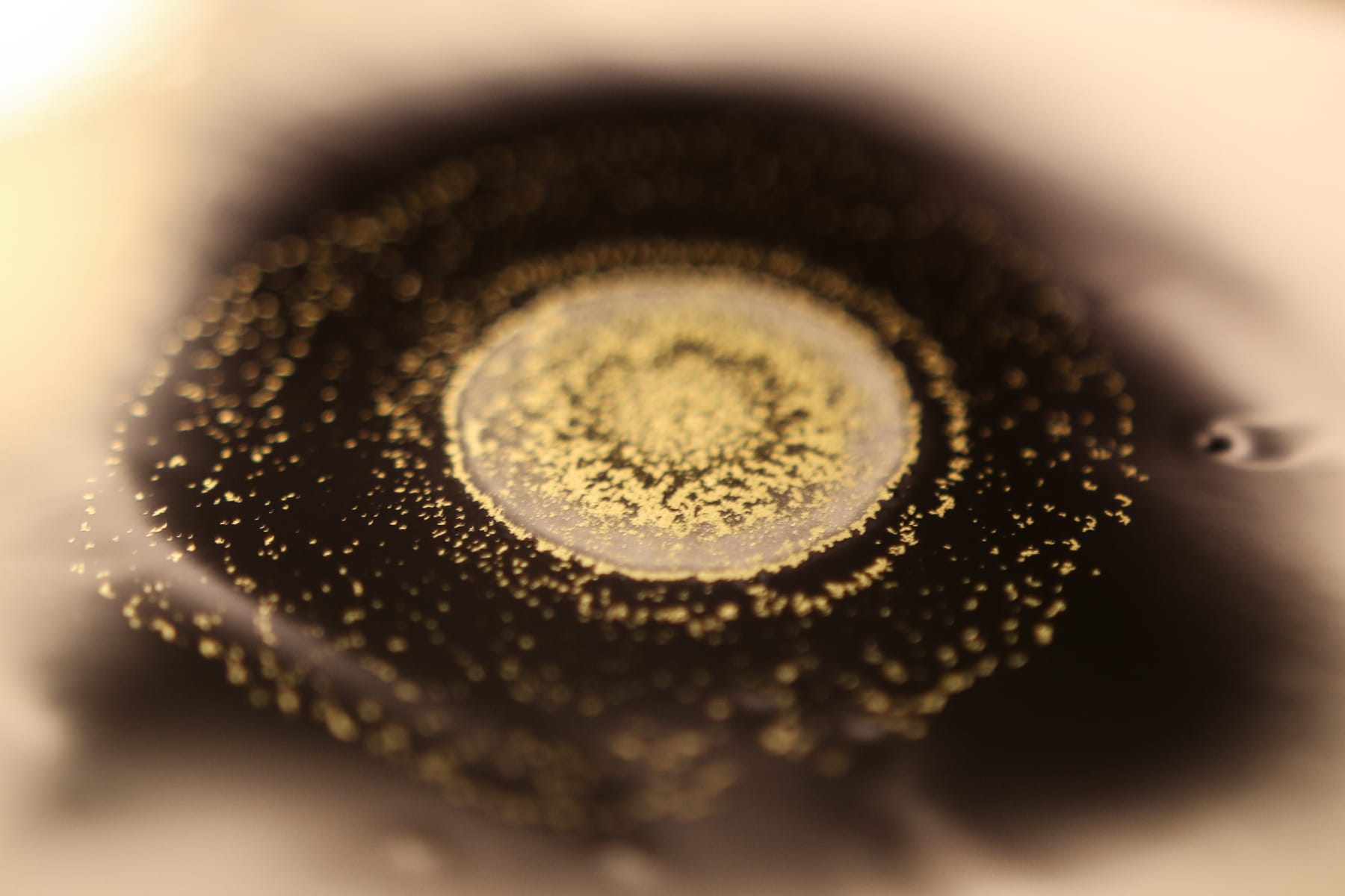 Priya Fry, Untitled, 2011