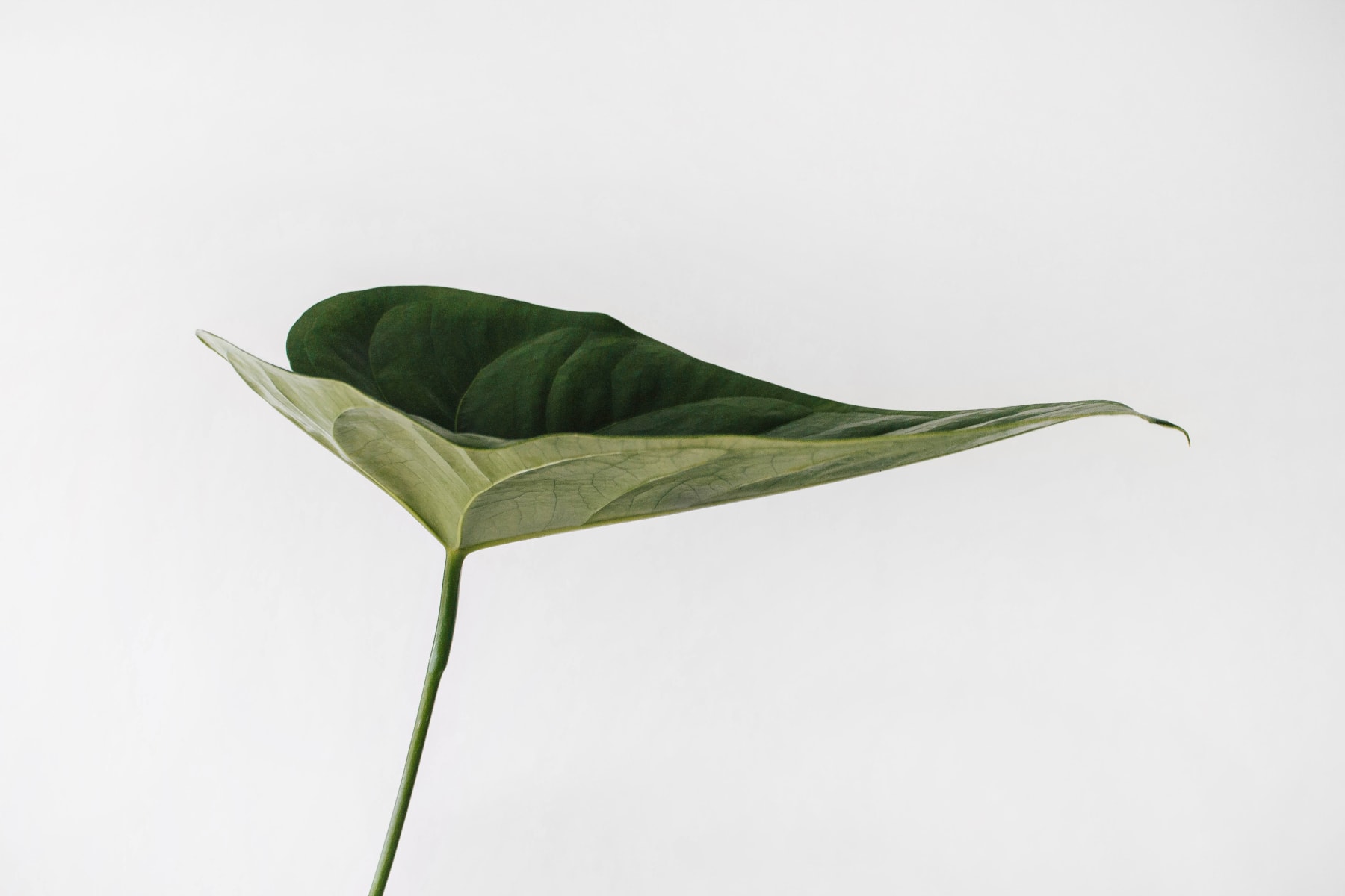 Lavinia Russo, Untitled, 2018