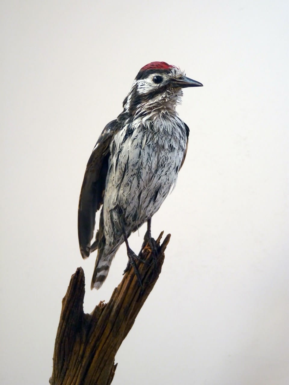 Marcus Coates, Lesser spotted woodpecker (Picoides minor), 2014