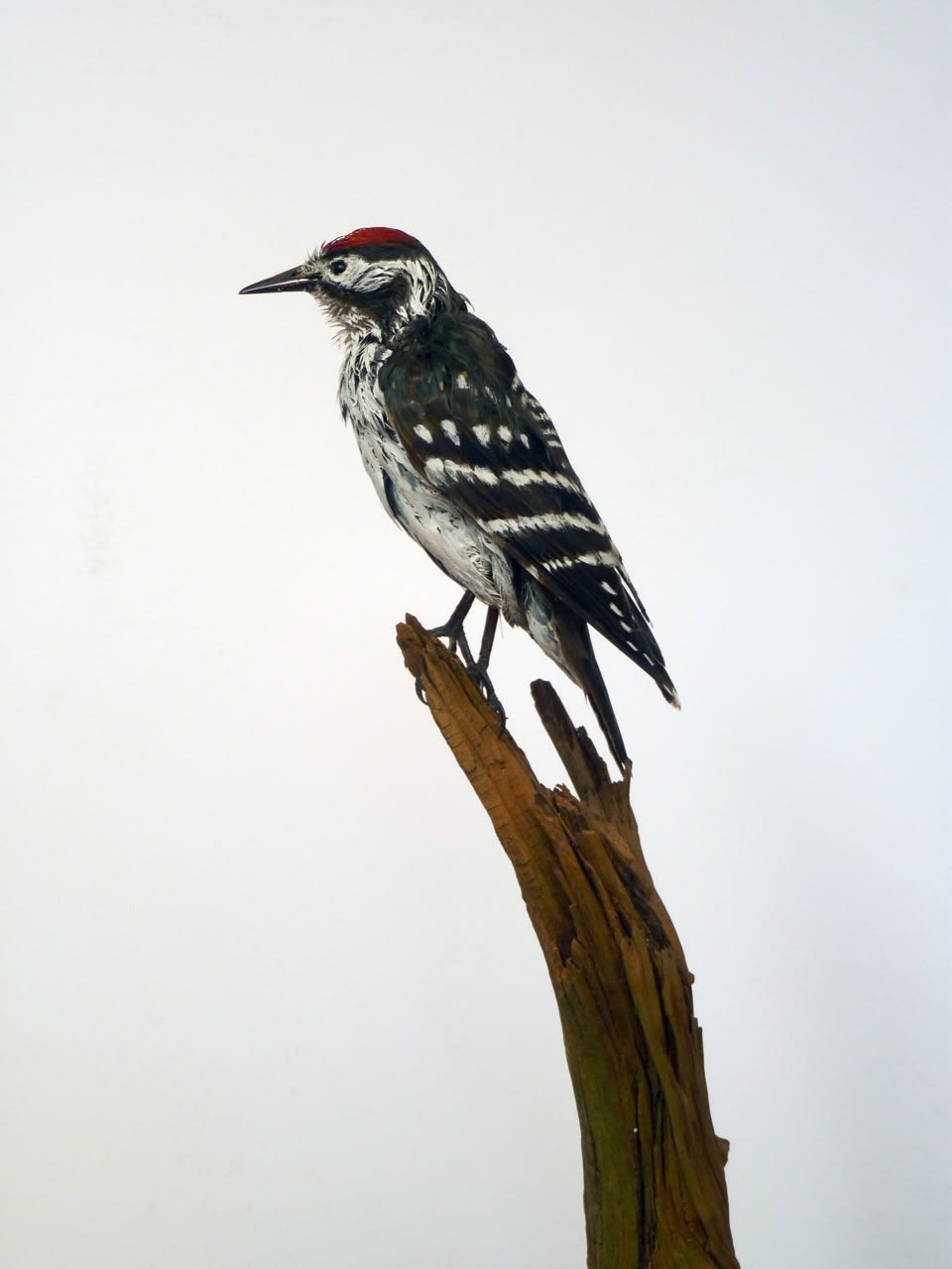 Marcus Coates, Lesser spotted woodpecker (Picoides minor), 2014