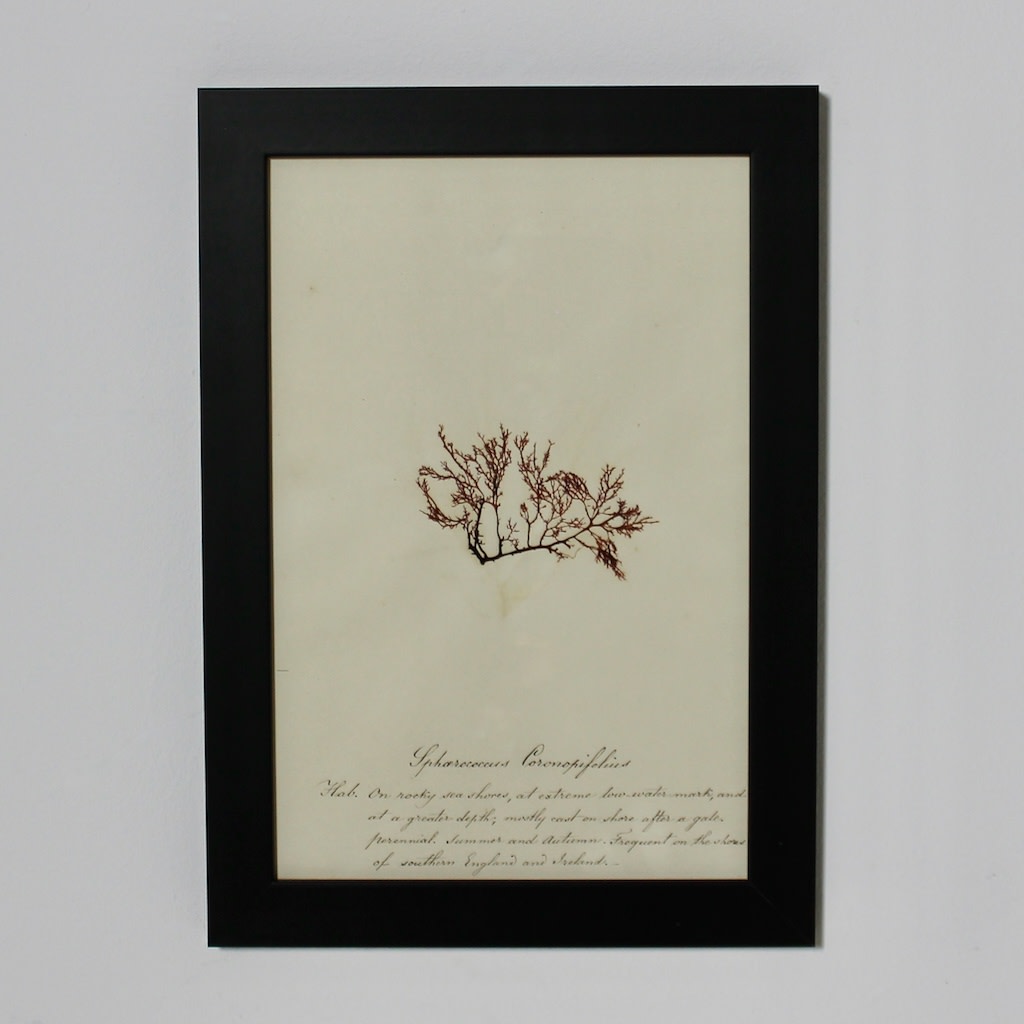 SET OF EIGHT FRAMED ENGLISH MID 19TH CENTURY PRESSED ALGAE AND SEAWEED