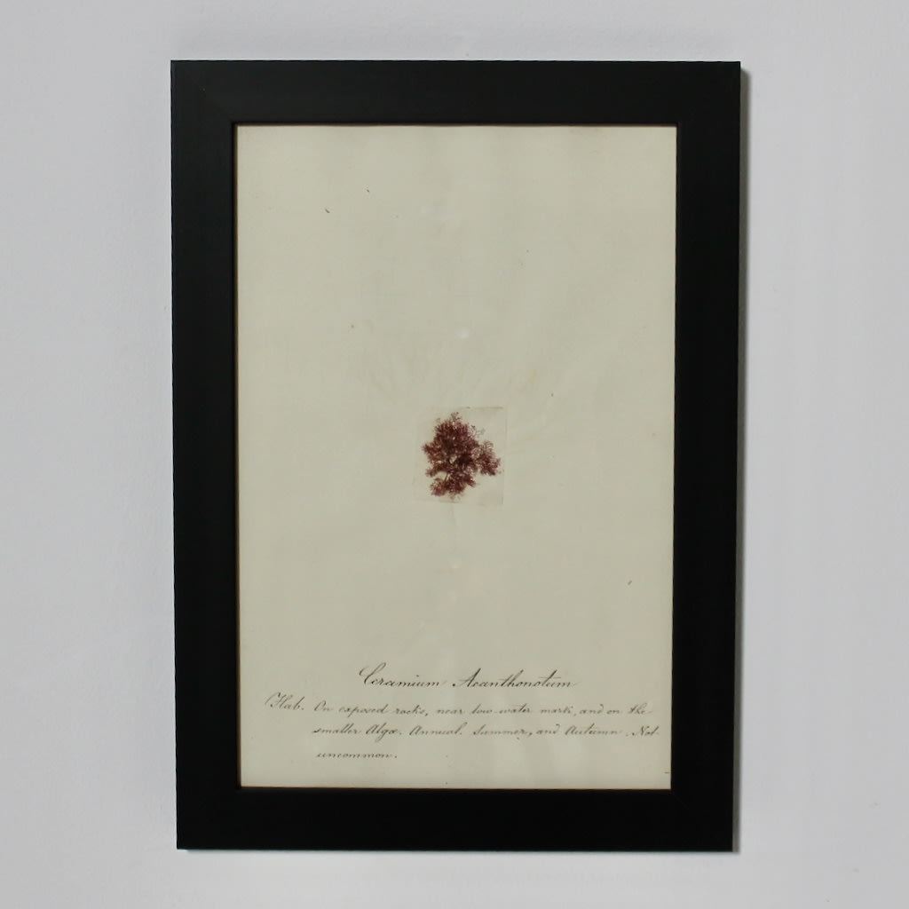 SET OF EIGHT FRAMED ENGLISH MID 19TH CENTURY PRESSED ALGAE AND SEAWEED