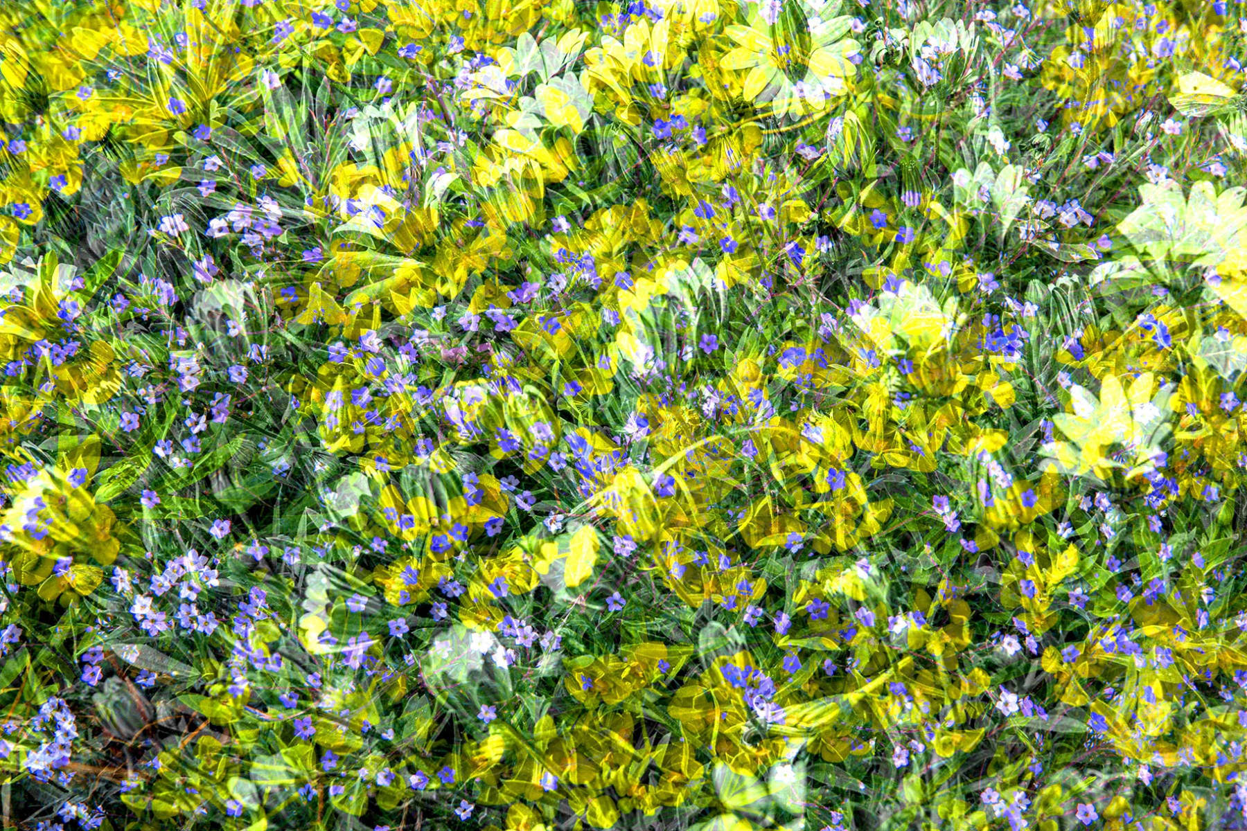 Pushing Up Daisies Archival Pigment Print Limited Edition 20 82.5 x 55 cm $1400 Limited Edition 12 130 x 86.6 cm $1800 Limited Edition 6 150 x 100 cm $2000