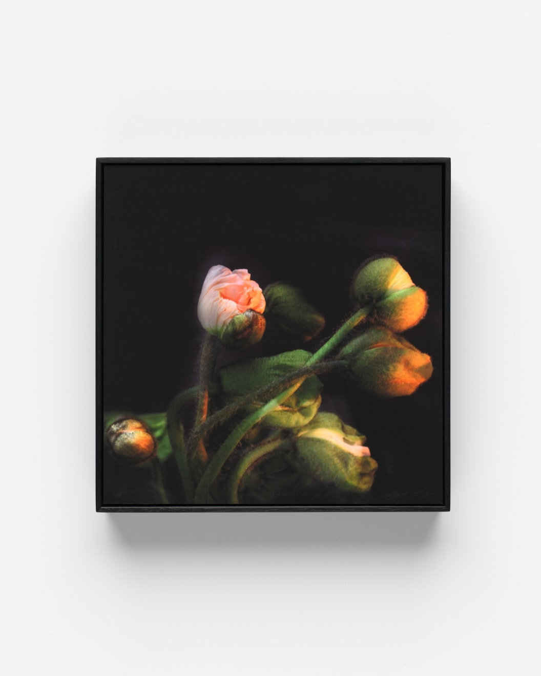 Sophia Szilagyi Many Marvellous Things Archival Pigment Print Black Shadow Box Frame 30 x 30 cm Limited Edition 6 AUD $1000 GBP £495 SOLD (Edition #1, #2, #3)
