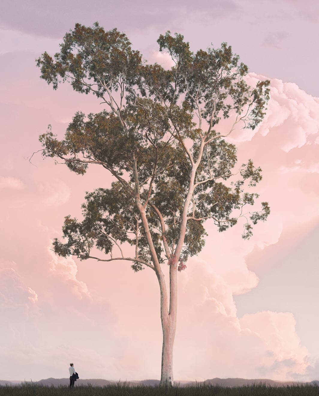 Morning Tree Archival Pigment Print 115 x 139cm Edition of 10 plus 2 artist's proofs Unframed - AUD $2860 GBP £1480 USD $1690 Framed - AUD $4080 GBP £2110 USD $2410