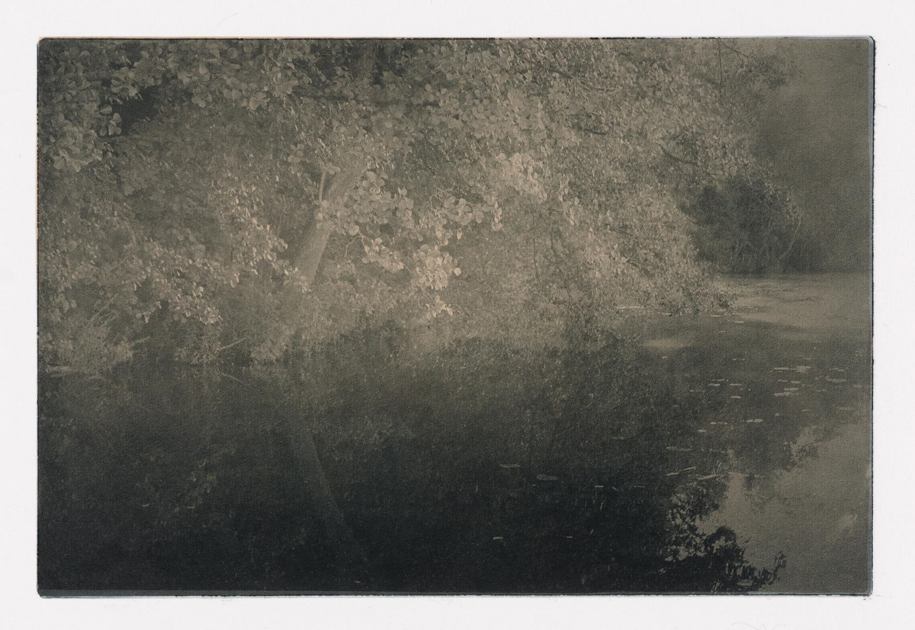 Delicate Reflection I Photogravure Etching and Chin Collé 36.5 x 28.5cm Edition of 4 plus 1 artist's proof $ 700.00