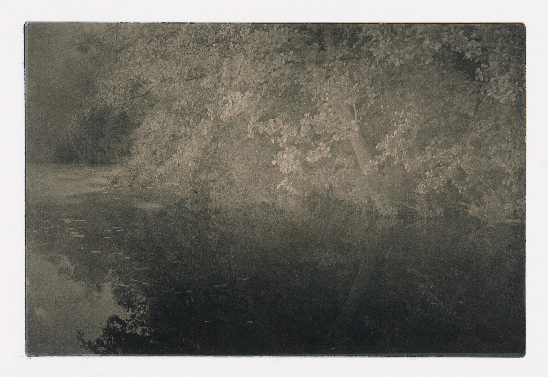 Delicate Reflection II Photogravure Etching and Chin Collé 36.5 x 28.5cm Edition of 4 plus 1 artist's proof $ 700.00