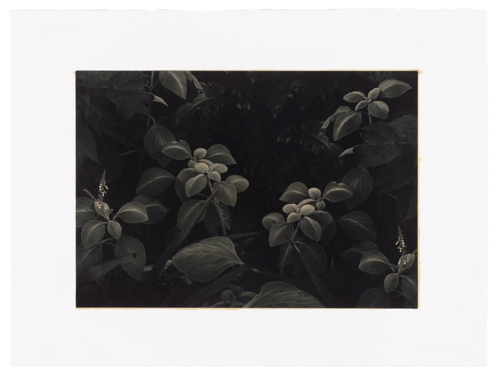 The Forest Photogravure Etching with Chin Collé 76 x 56cm Edition of 3 plus 1 artist's proof $ 990.00