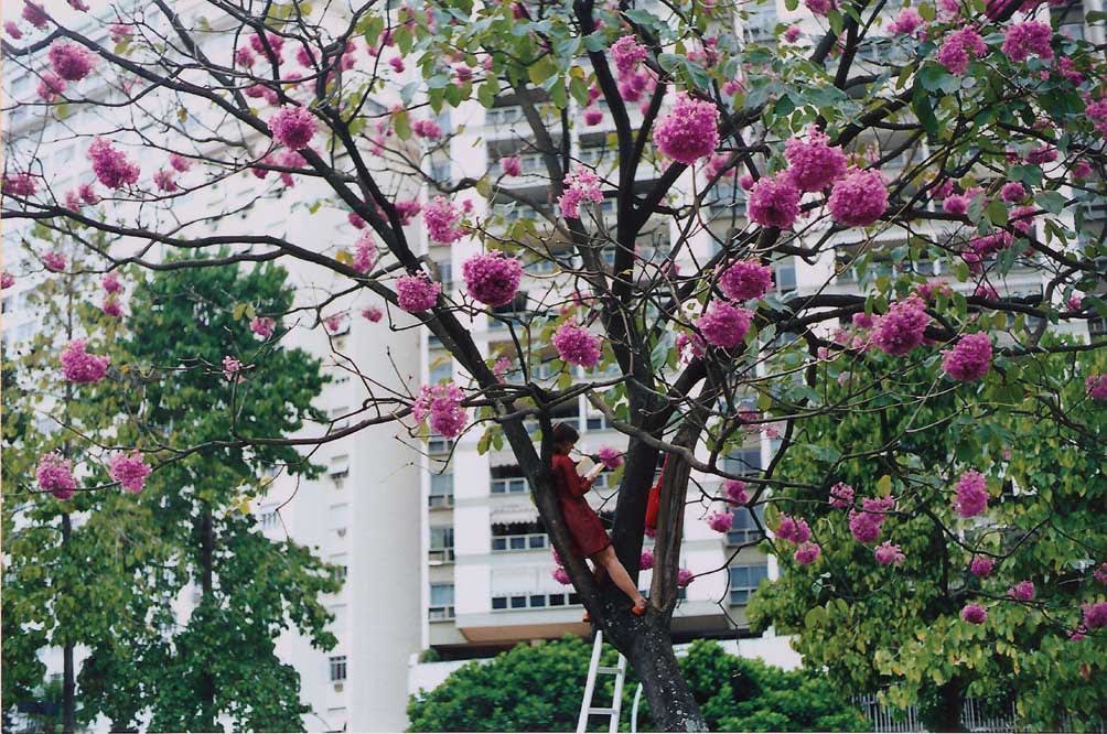 Brígida Baltar, Em uma árvore, em uma tarde, 2001