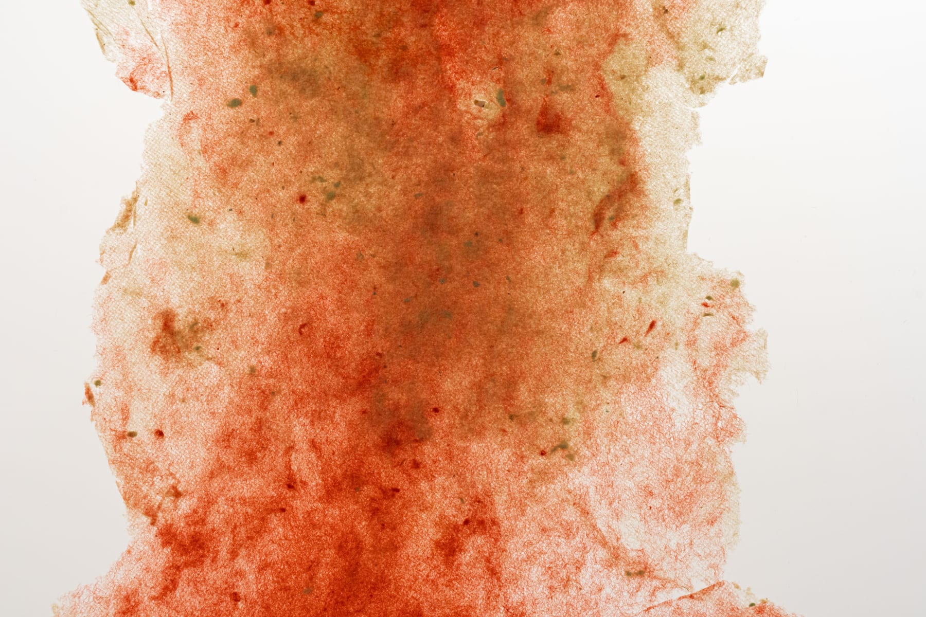 Amelia Toledo, Wisp, undated