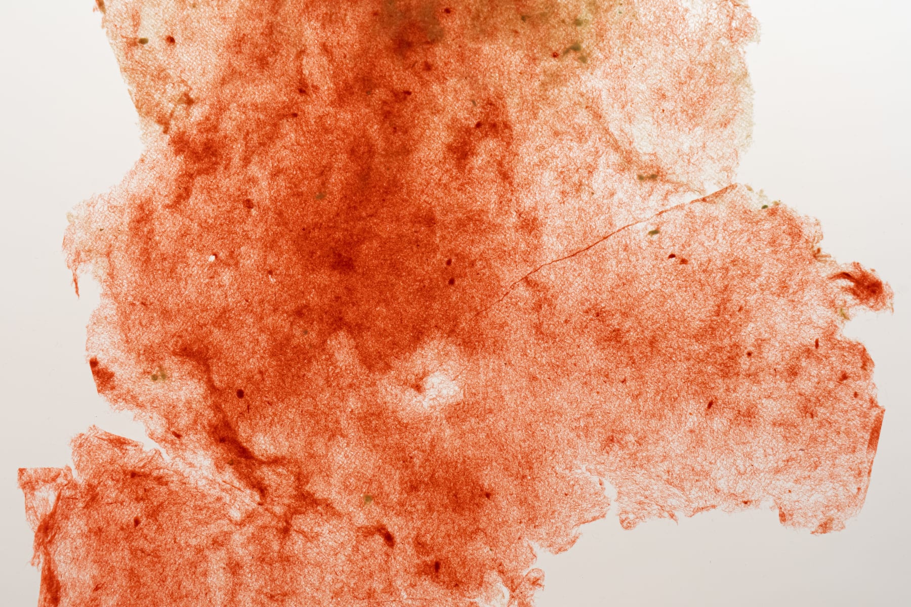Amelia Toledo, Wisp, undated