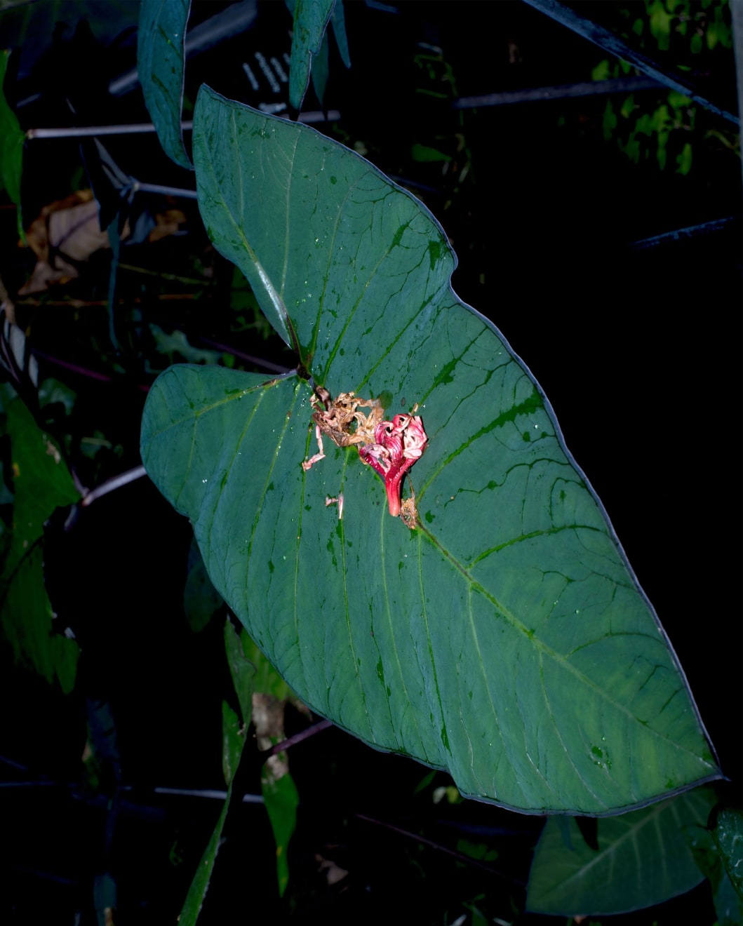 LUA RIBEIRA, FLOWER AT BIRMINGHAM BOTANICAL GARDEN, 2015