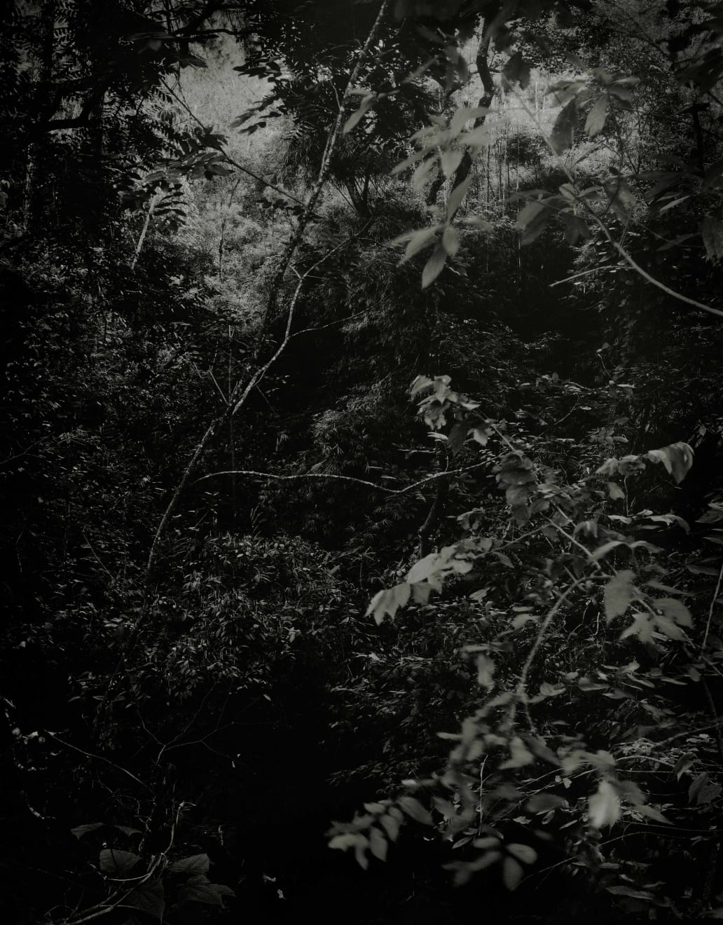 Caio Reisewitz, 
