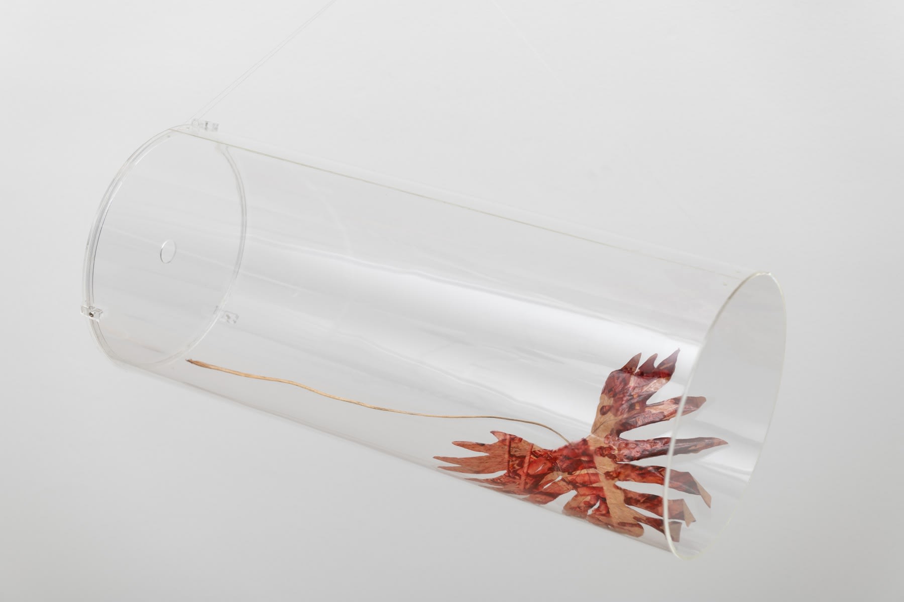 Analivia Cordeiro, Folhas III, 1975/2014