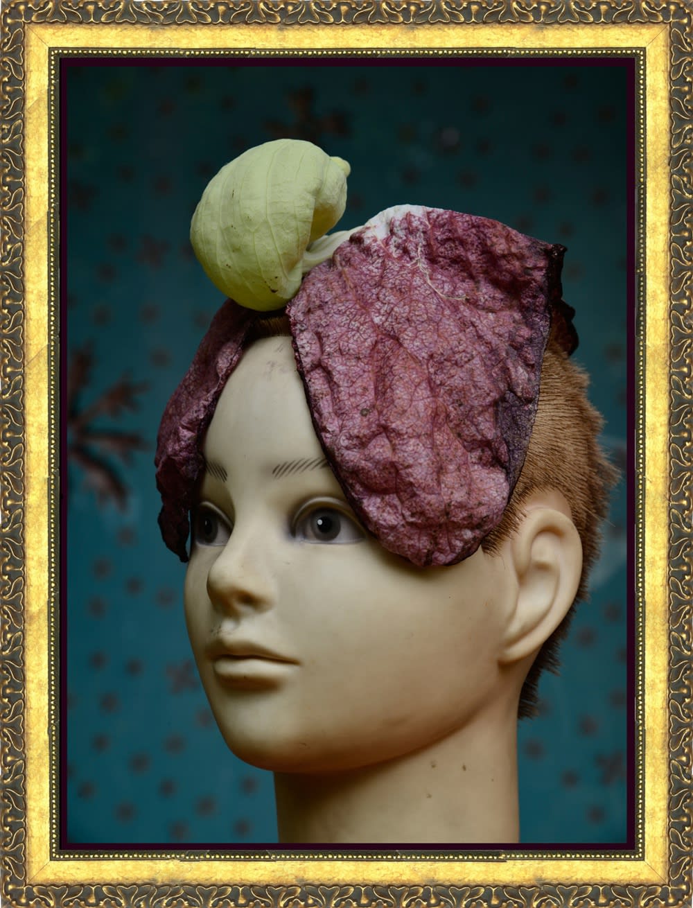 Rochelle Costi, Aristolochia peca, 2014