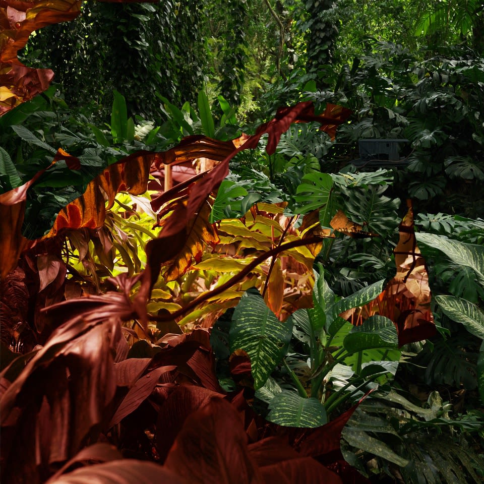 Caio Reisewitz, “Tapuhyba”, 2023