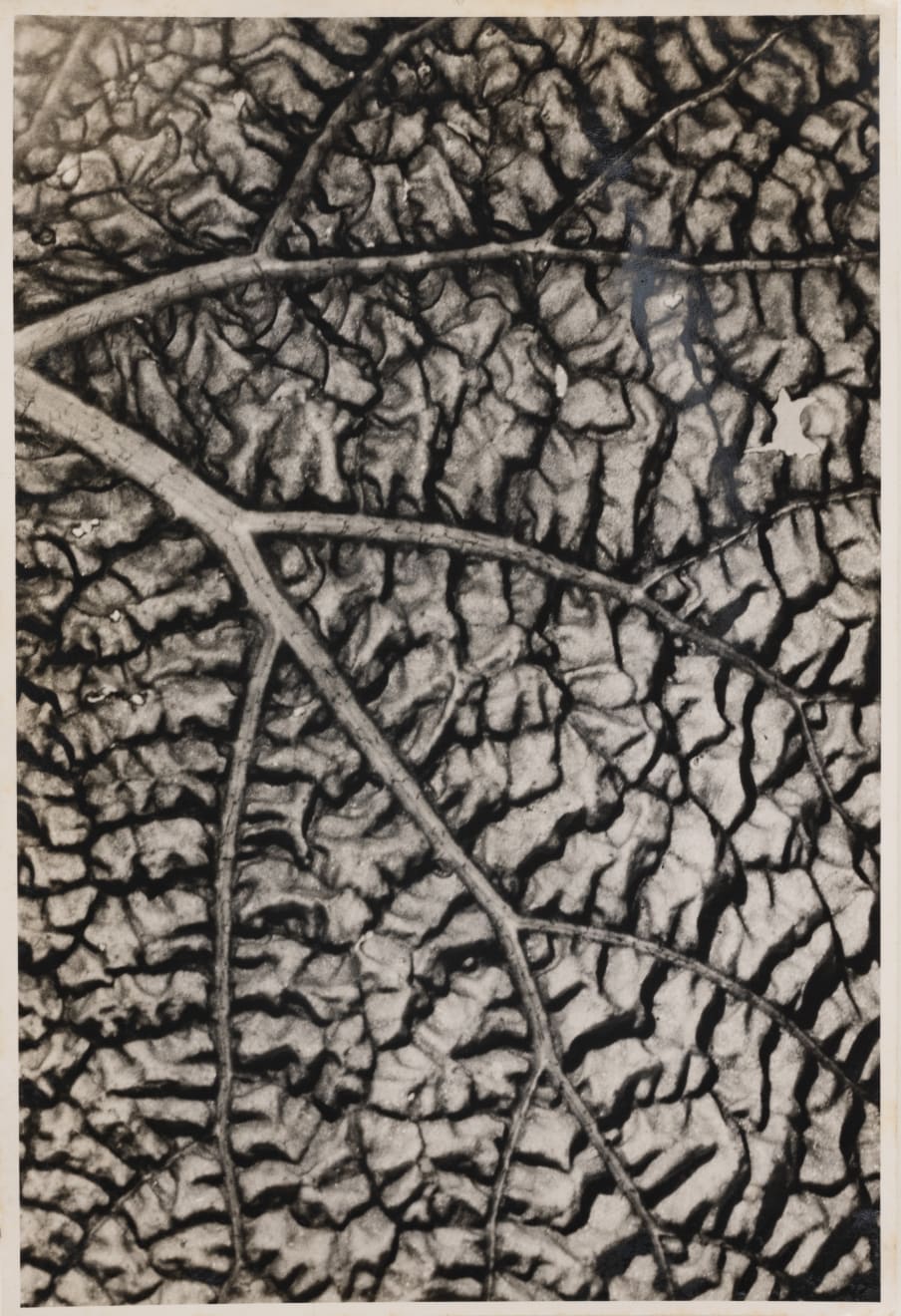 Gertrudes Altschul, Sem título, c.1950