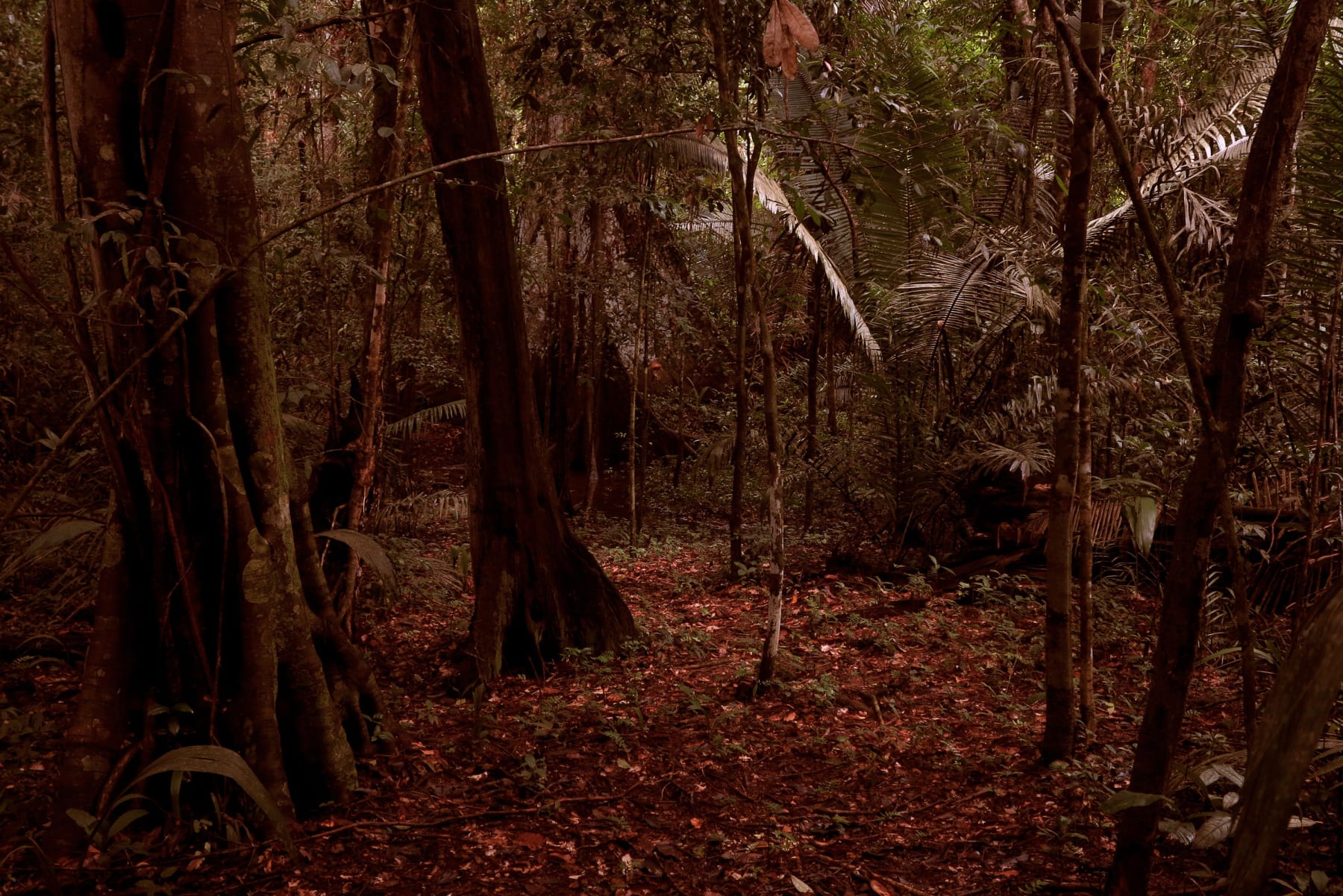 Caio Reisewitz, “Altamira #2”, 2014