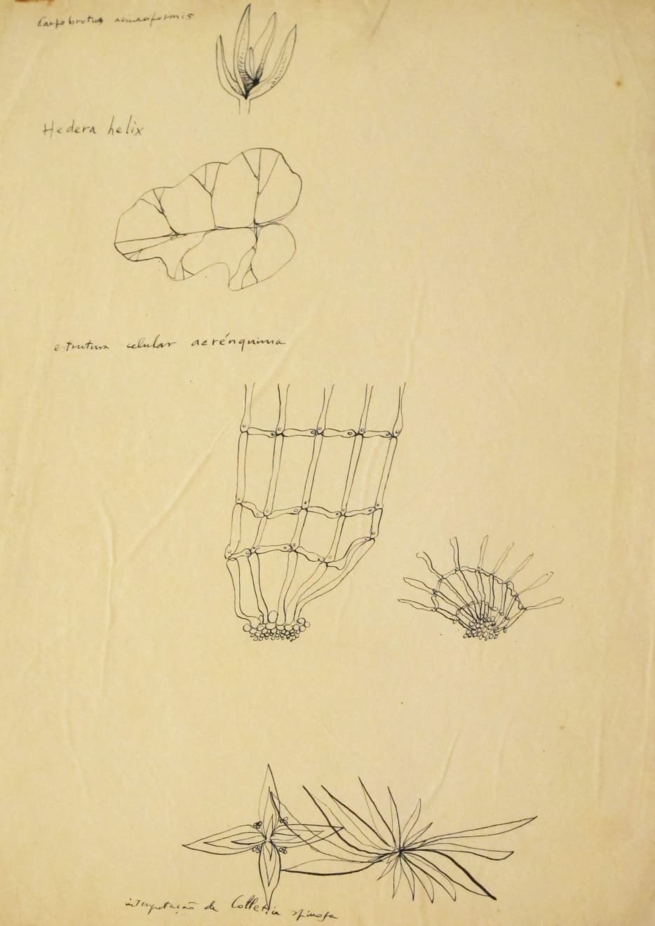 Waldemar Cordeiro, Sem título | Untitled, s.d.