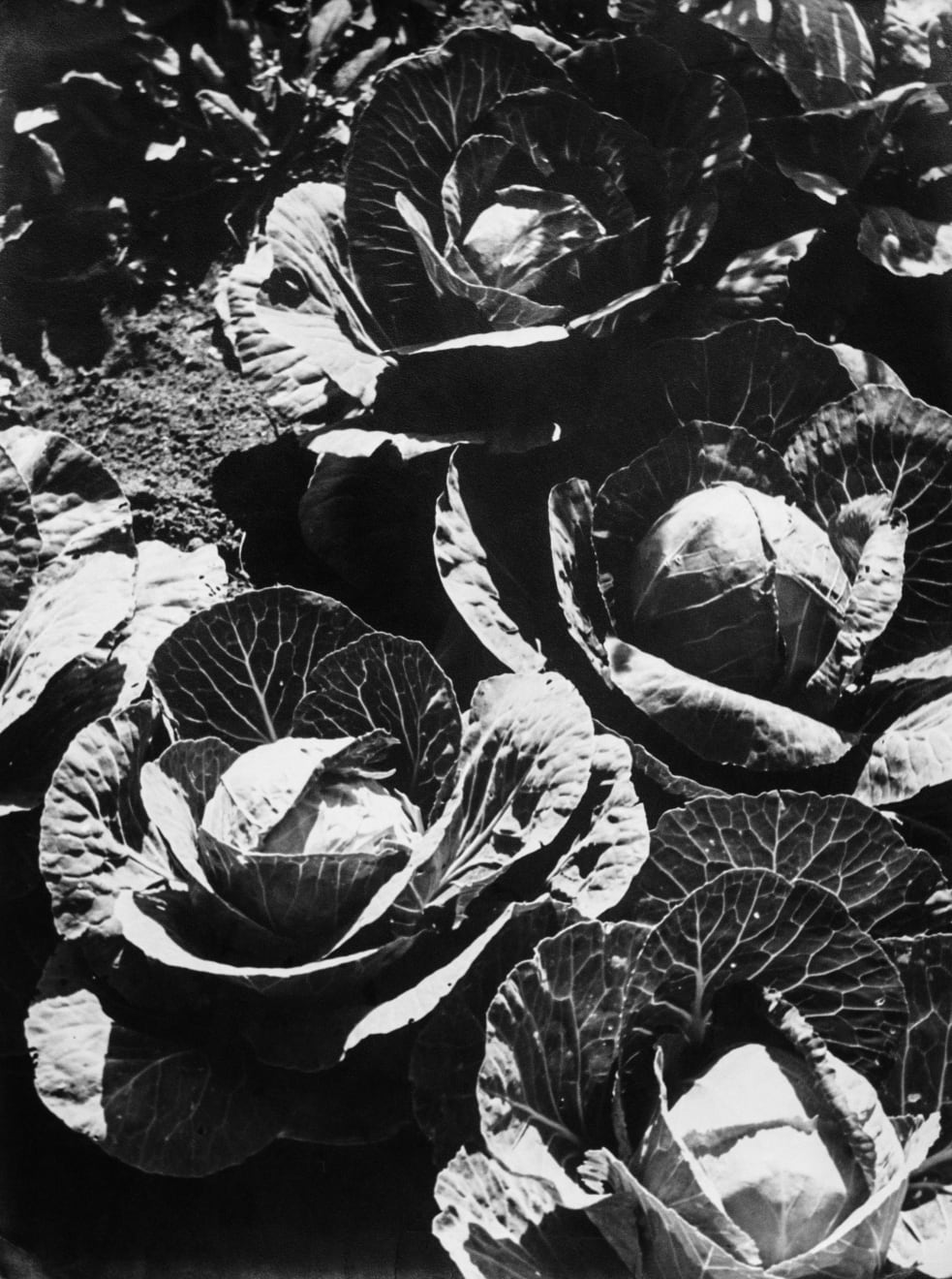 Thomaz Farkas, Vitaminas, 1940