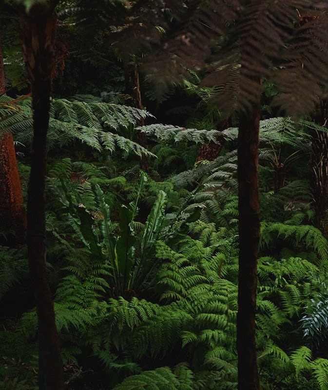 Caio Reisewitz, ¨Tropenhaus - Samambaia¨, 2018