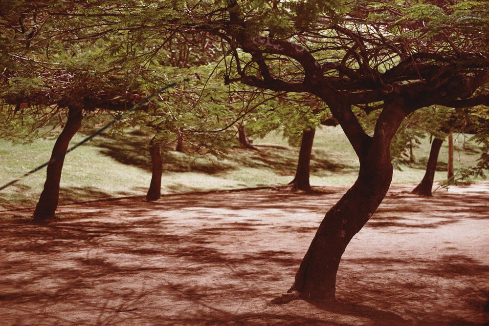 Caio Reisewitz, Poinciana Régia, 2016