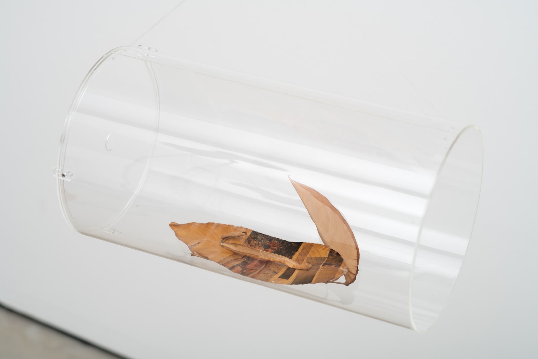 Analivia Cordeiro, Folhas IV, 1975/2014