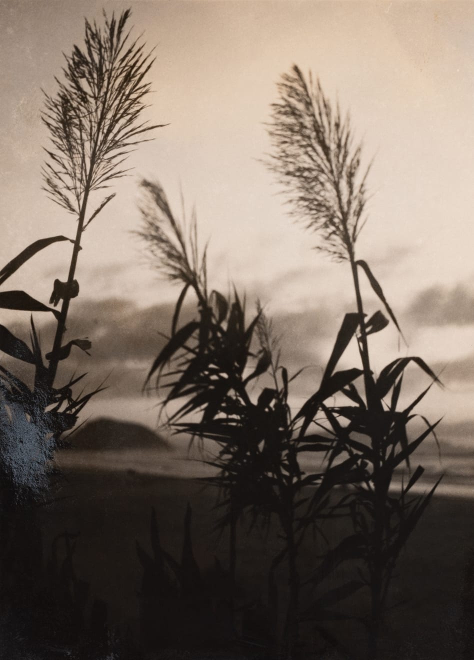 Gertrudes Altschul, Sem título, c.1950