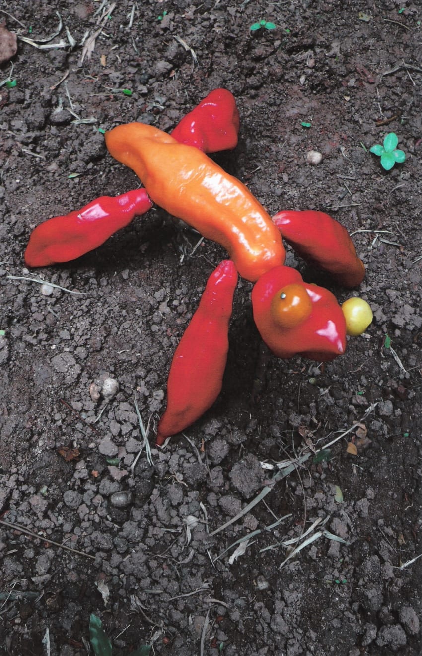 Rochelle Costi, “Sapanguejo”, 2008