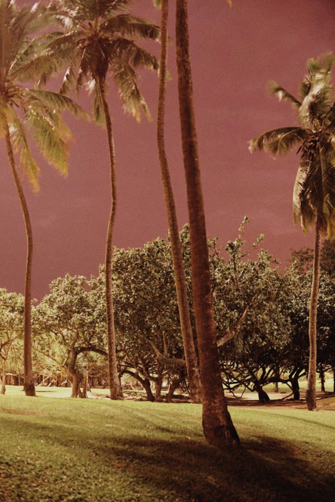 Caio Reisewitz, Cocos Nucífera, 2016