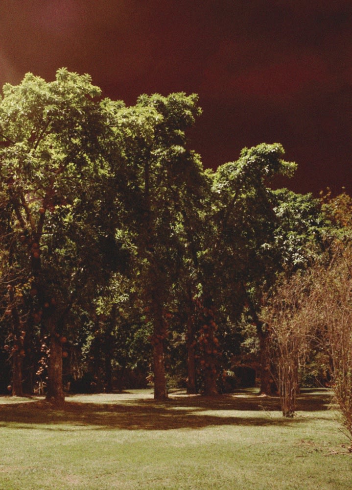 Caio Reisewitz, Abricot Nux Castanea, 2016