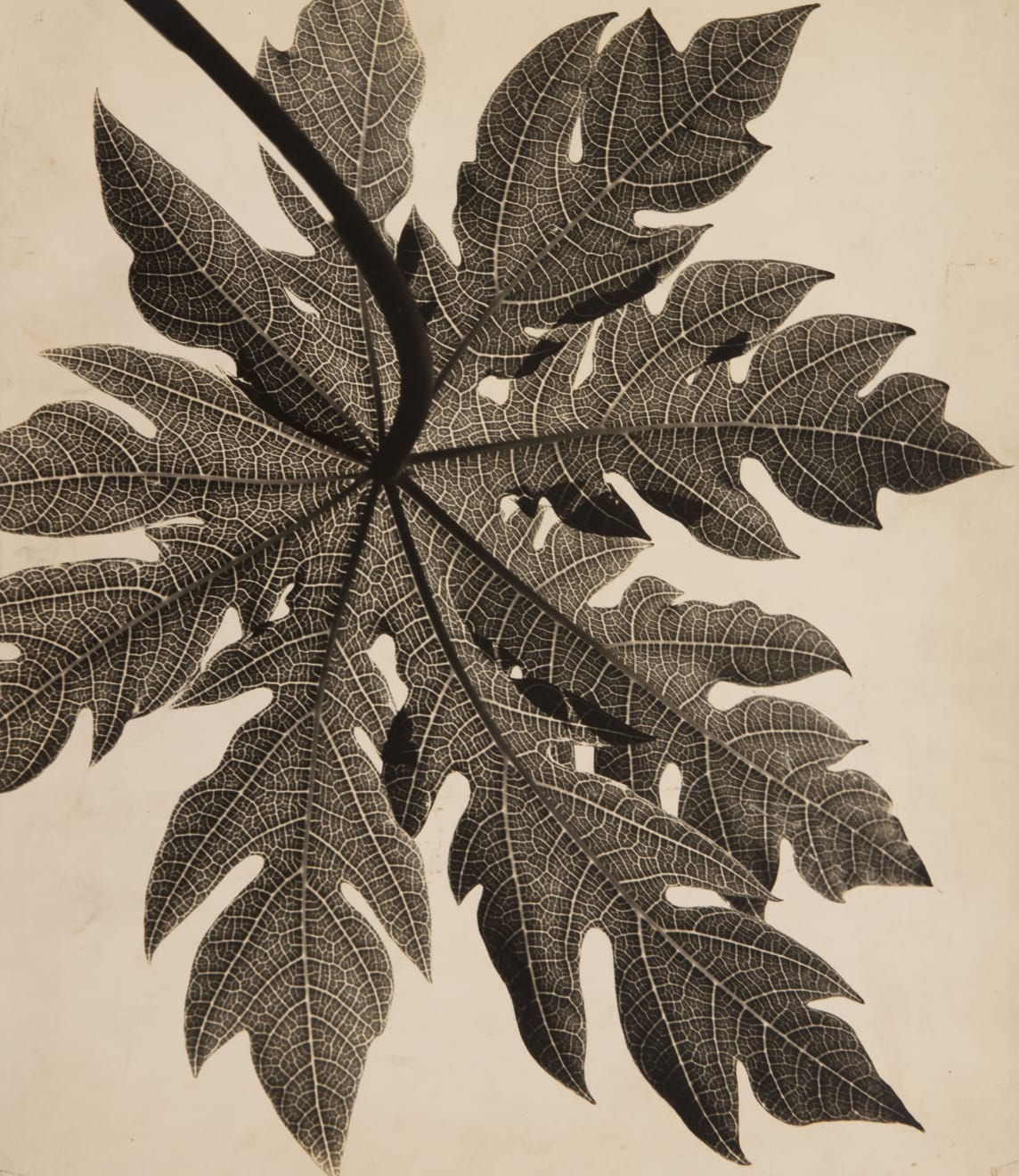 Gertrudes Altschul, Filigrana, c.1950