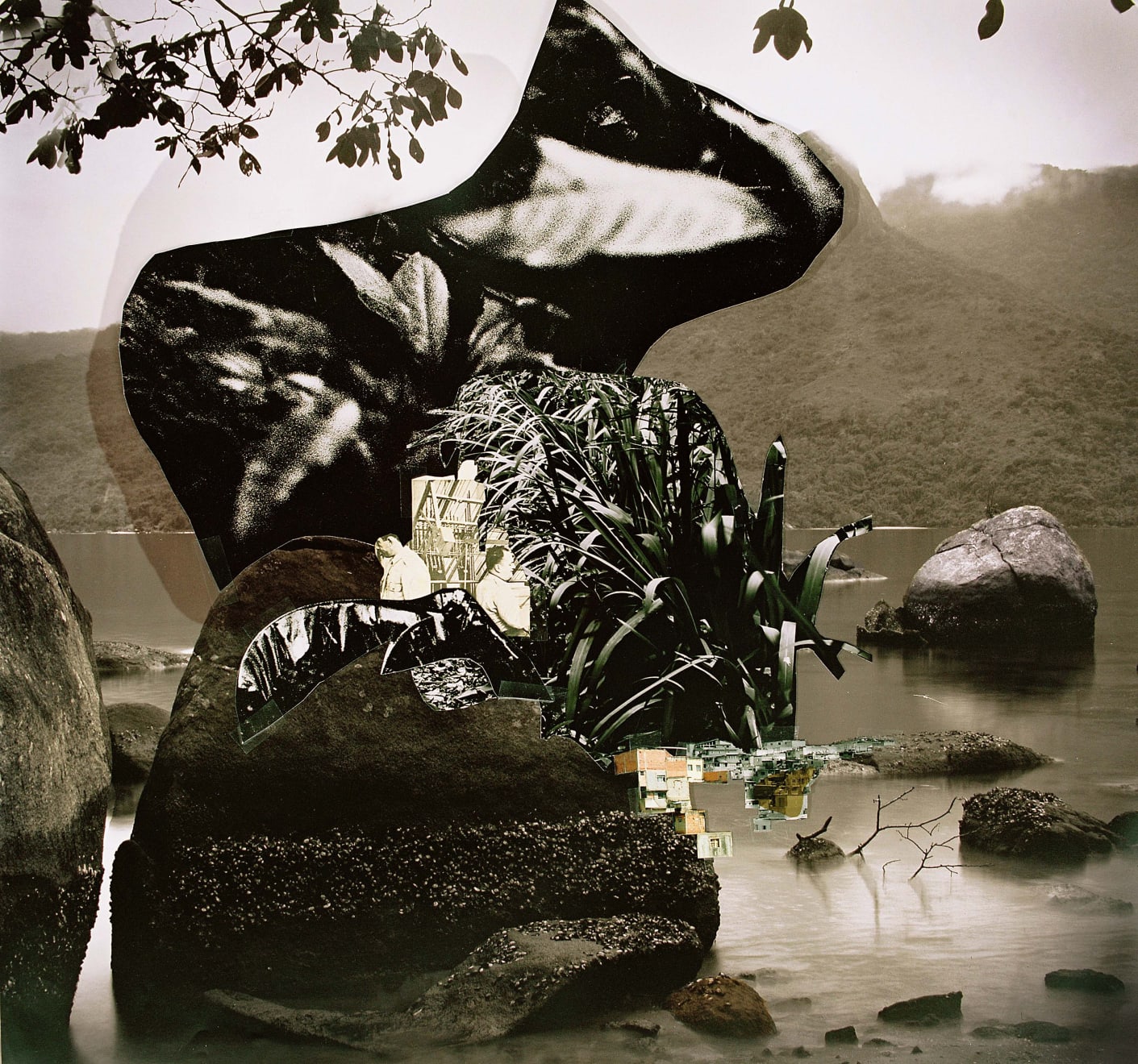 Caio Reisewitz, Tababuia, 2009