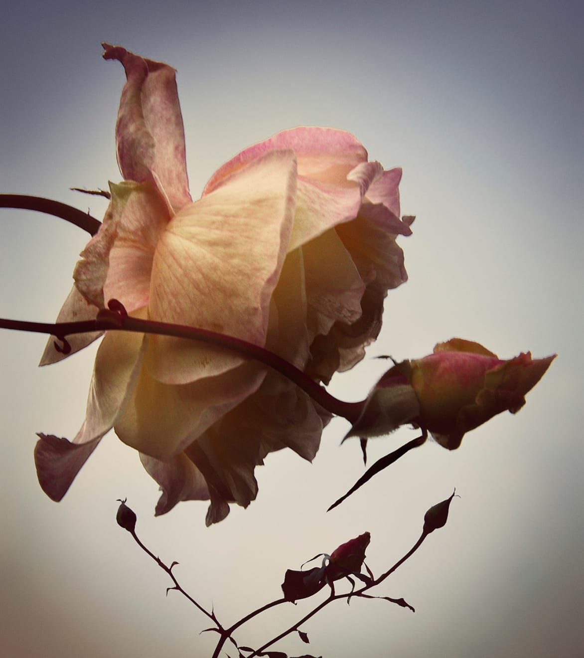 Rochelle Costi, Rosa, 2013