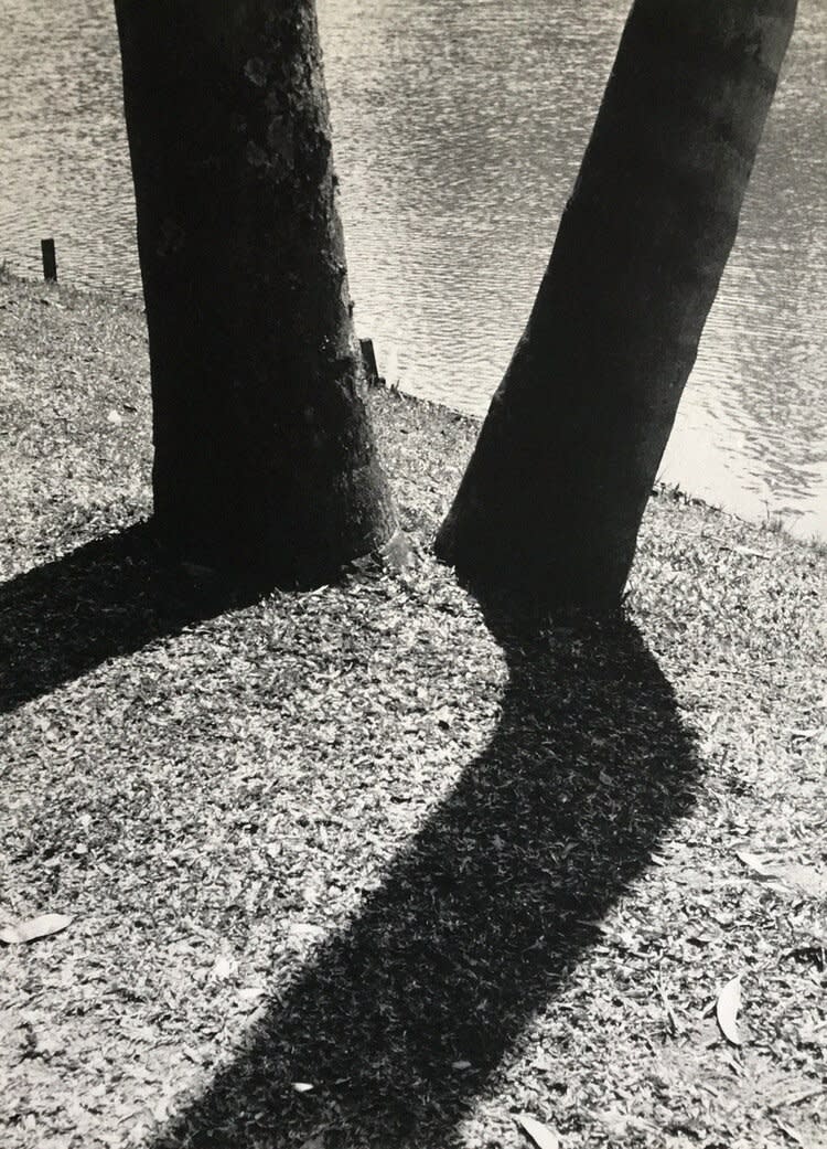 Gertrudes Altschul, Dois Troncos, 1957/2019