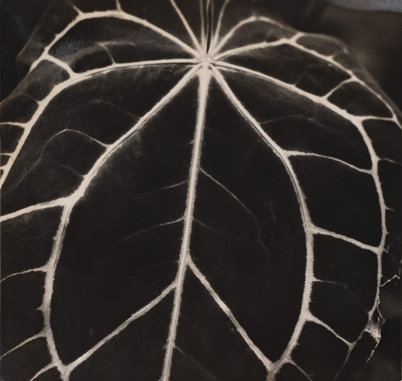 Gertrudes Altschul, Sem título, c.1950