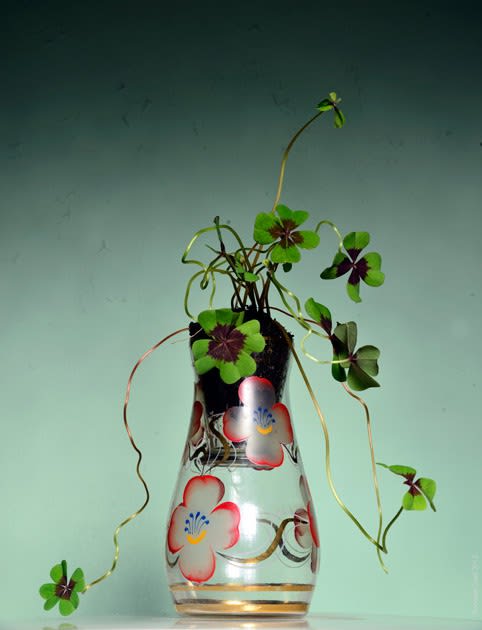 Rochelle Costi, Trevos, 2013