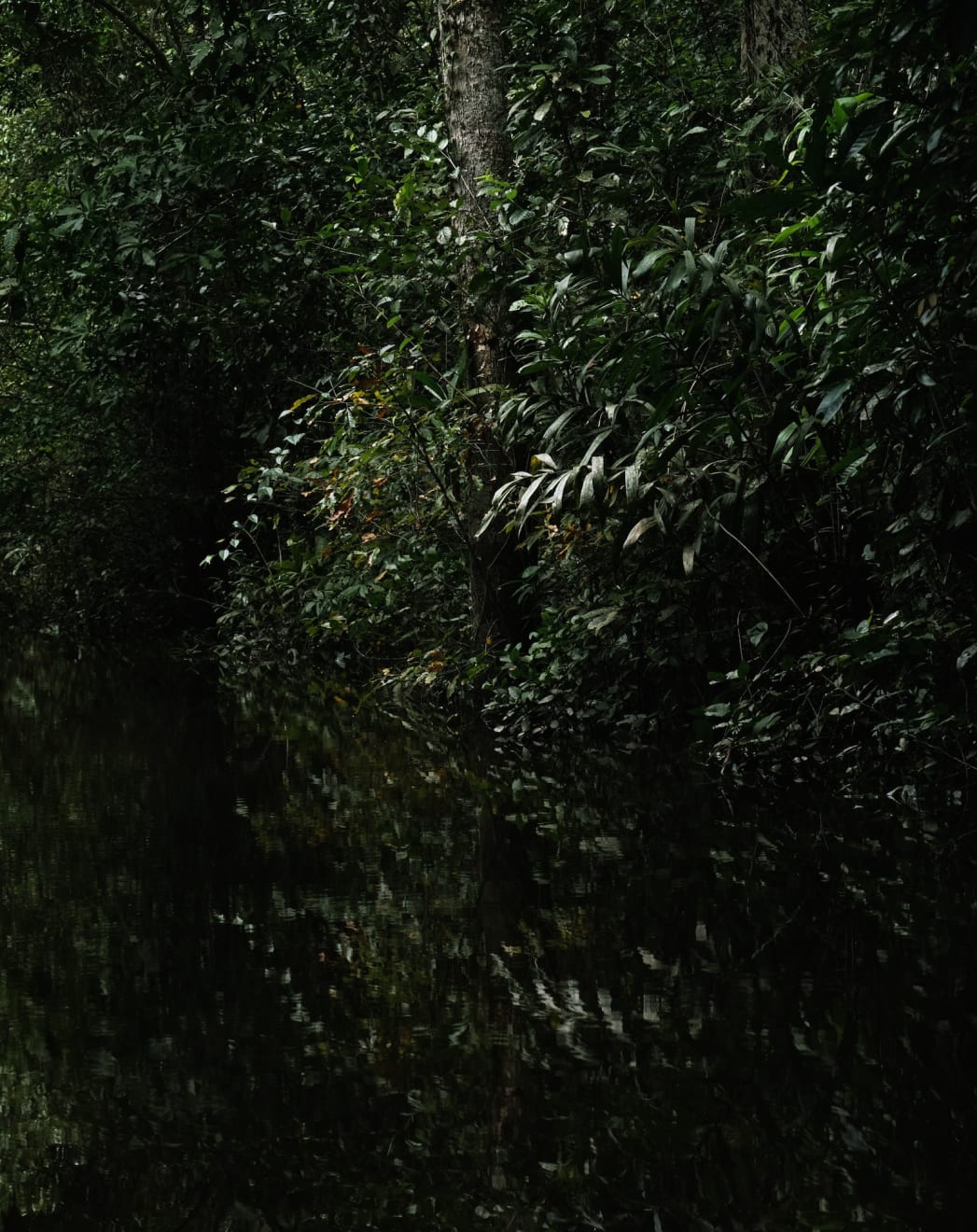 Caio Reisewitz, Ilha de Arapujá, 2019
