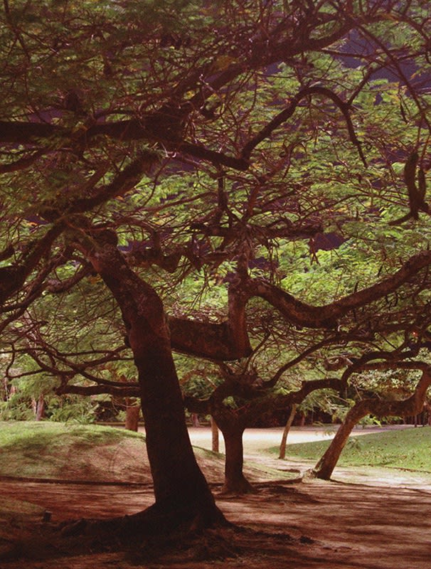 Caio Reisewitz, “Acácia Rubra”, 2016