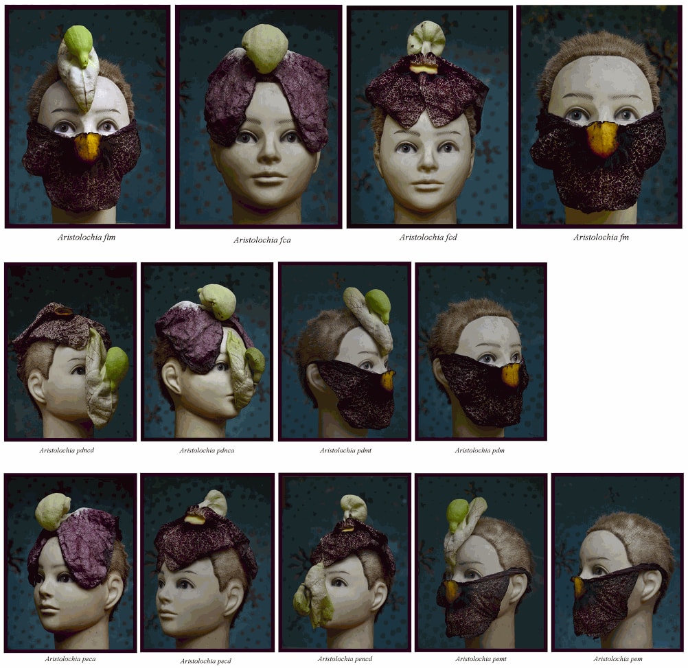 Rochelle Costi, Aristolochia ftm, 2014