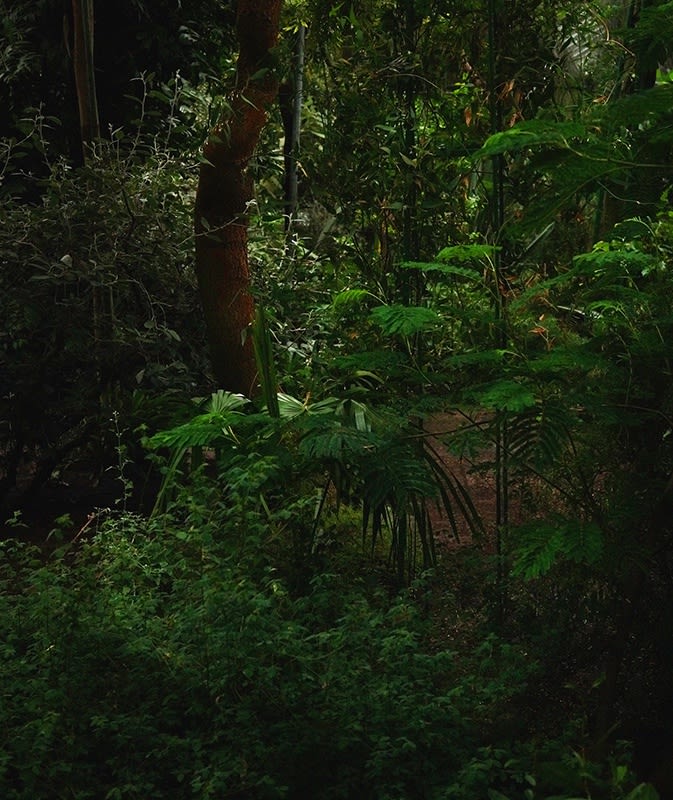 Caio Reisewitz, ¨Tropenhaus - Samambaia¨, 2018