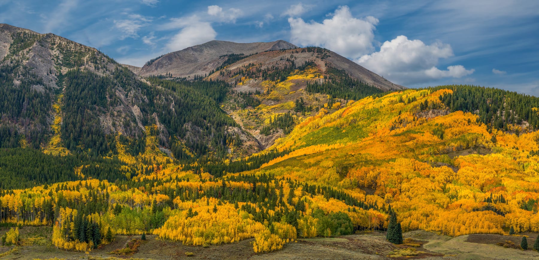 CRESTED BUTTE BLAZING YELLOW