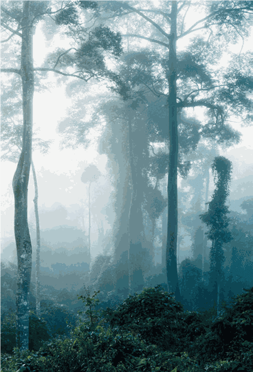 Axel Hütte, Danum Valley, Borneo, 2008