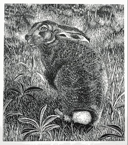 Marit Berg, European Hare, 2016