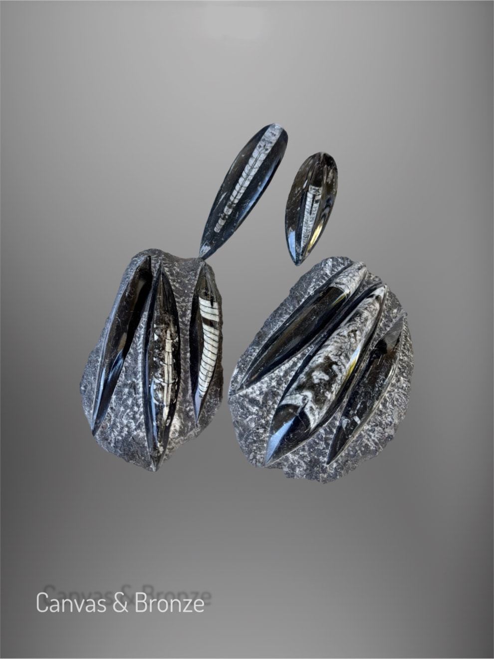Anonymous, Fossil - Morocco Orthoceras - set of 4 pieces, 2025