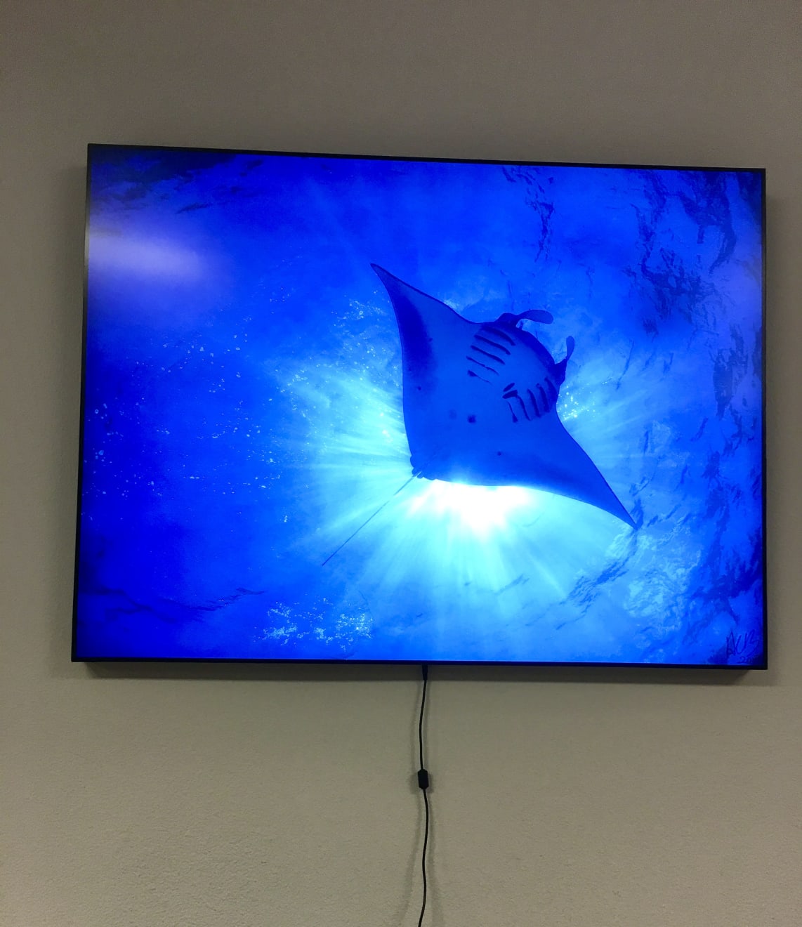 Arthur Borges, manta swim, 2016