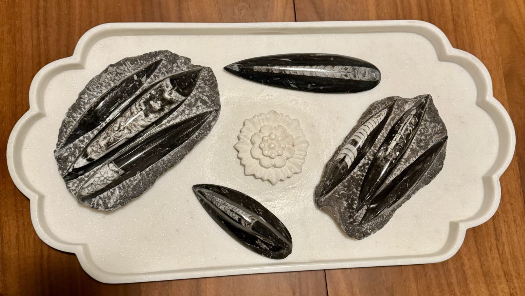 Anonymous, Fossil - Morocco Orthoceras - set of 4 pieces, 2025